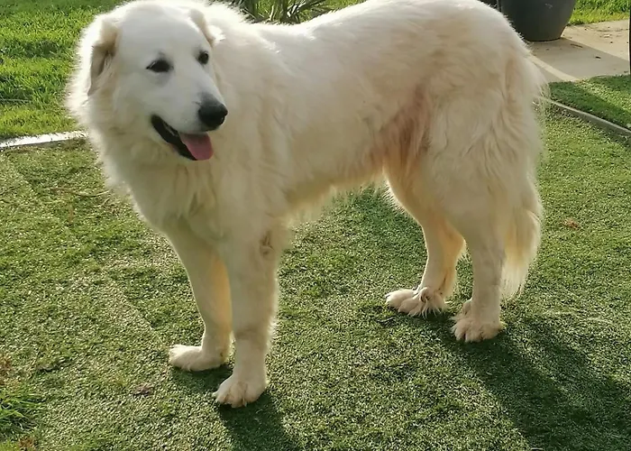 Bienvenue Chez Nous Bed & Breakfast Mouchamps